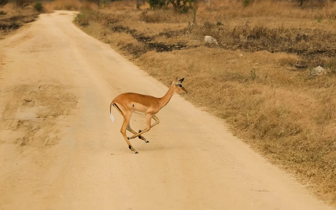 Lake Eyasi gallery 4