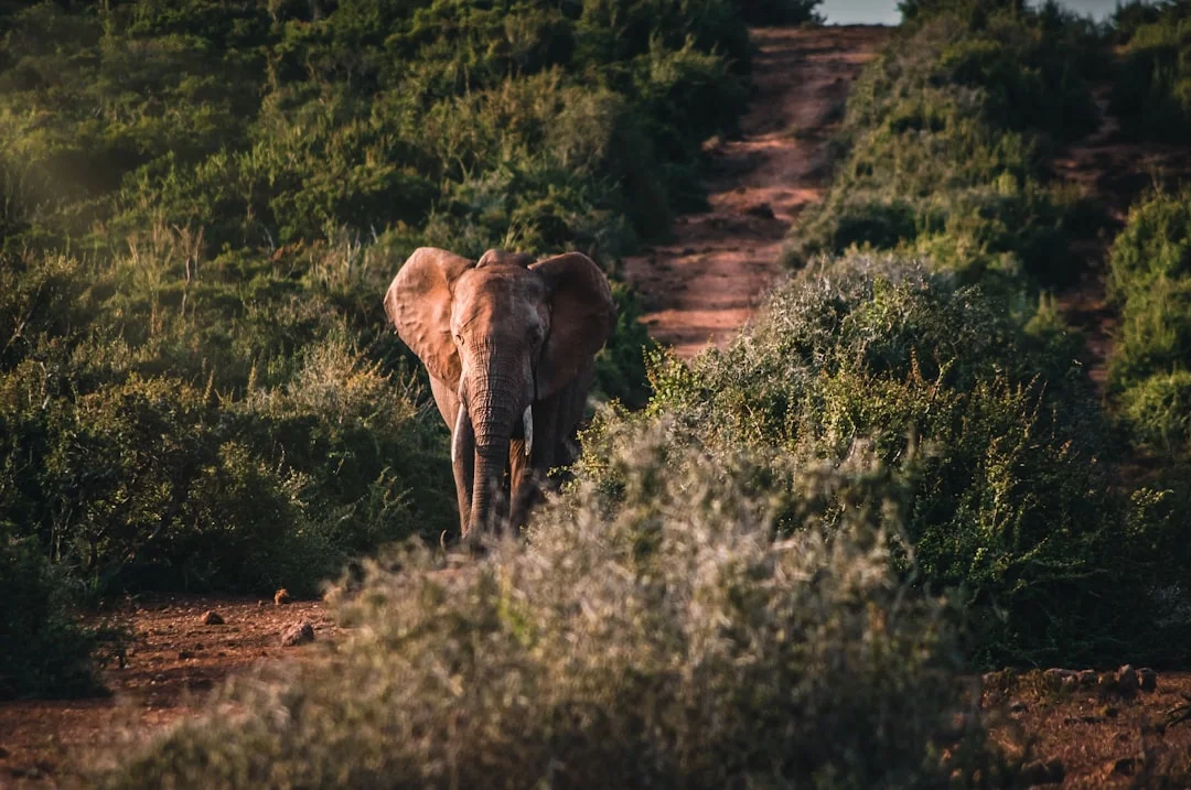 Lake Manyara National Park gallery 3