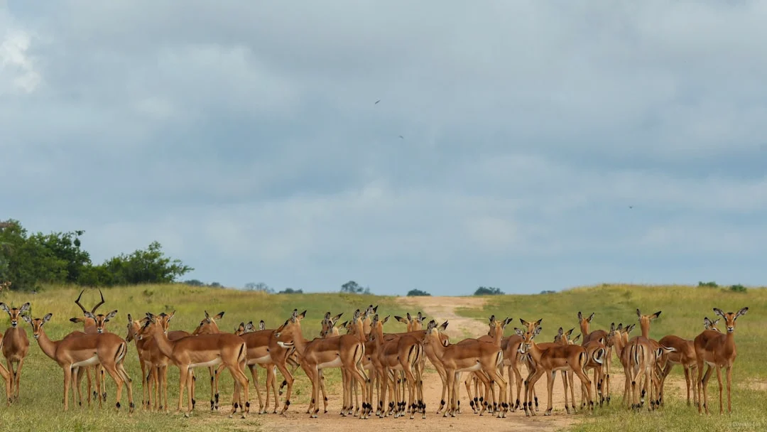 Lake Manyara National Park gallery 4
