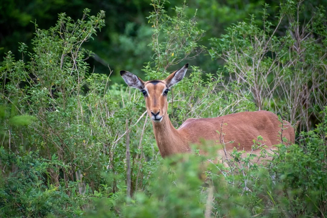 Maasai Mara National Reserve
