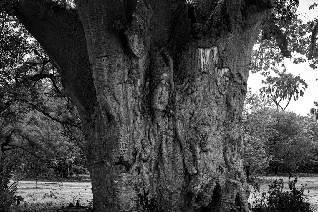 Maasai Mara National Reserve gallery 3