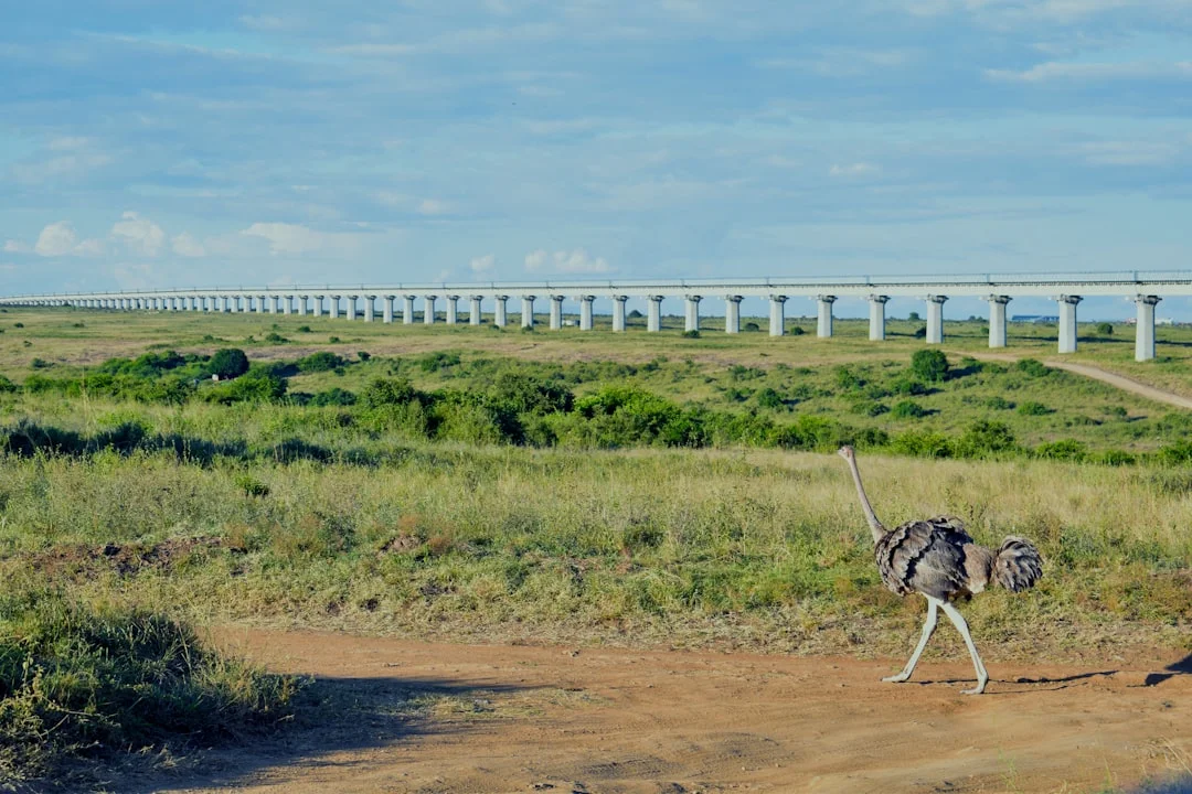 Mabamba Wetlands gallery 2
