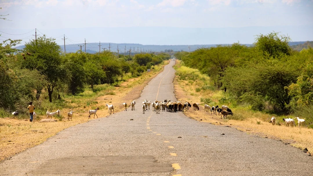 Mahale Mountains National Park gallery 1