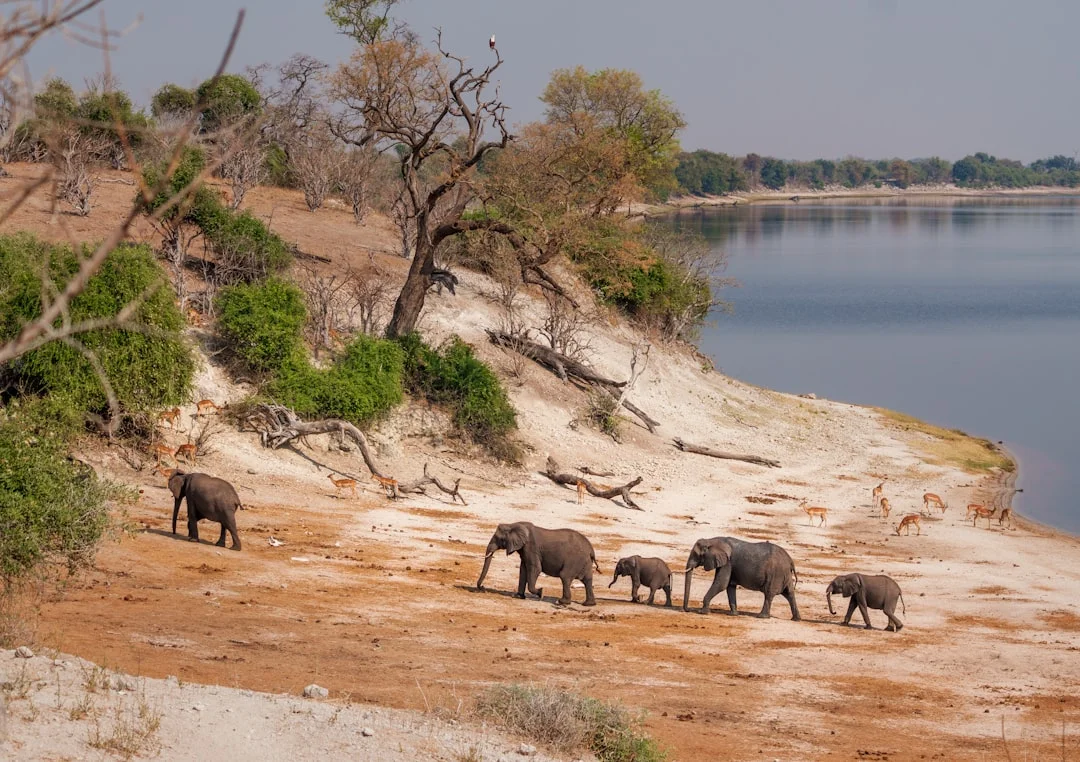 Manyara Treetop Walkway gallery 2