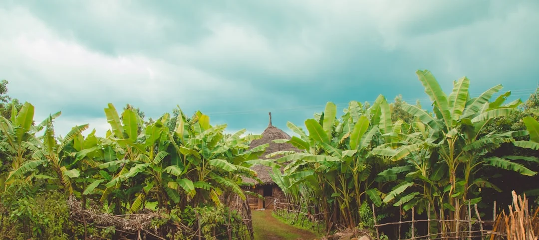 Manyara Treetop Walkway gallery 3