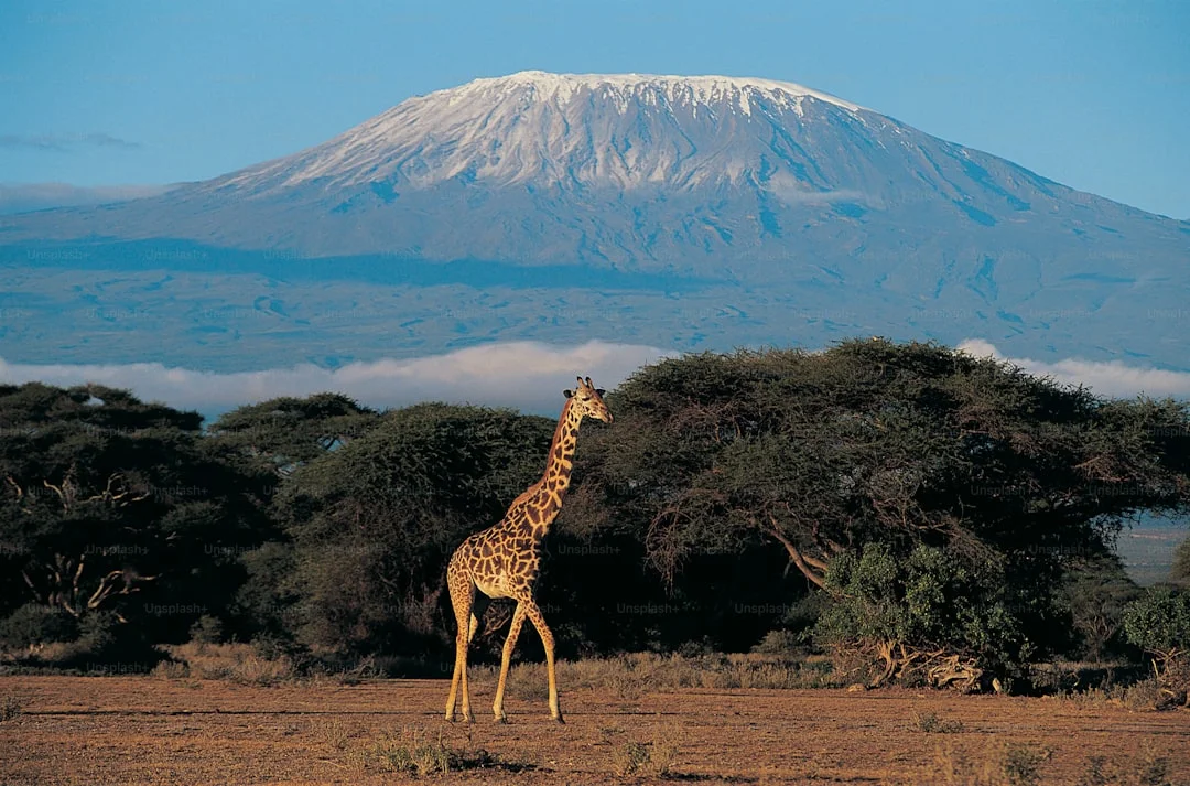 Mount Kilimanjaro gallery 3