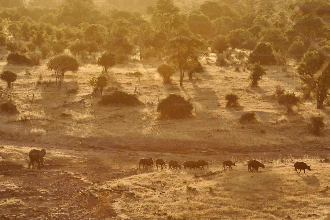 Murchison Falls National Park