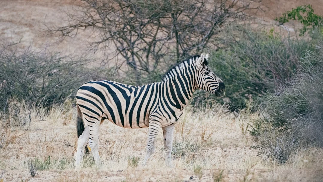 Ndutu Area gallery 2