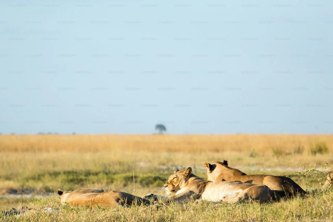 Ndutu Area gallery 4