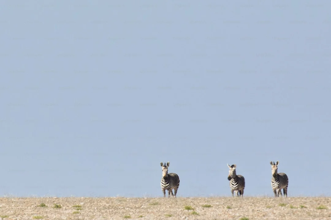 Ngorongoro Conservation Area gallery 2