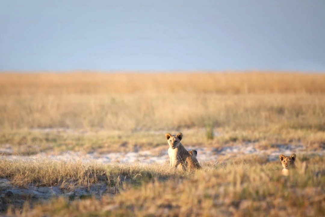 Ngorongoro Crater gallery 2