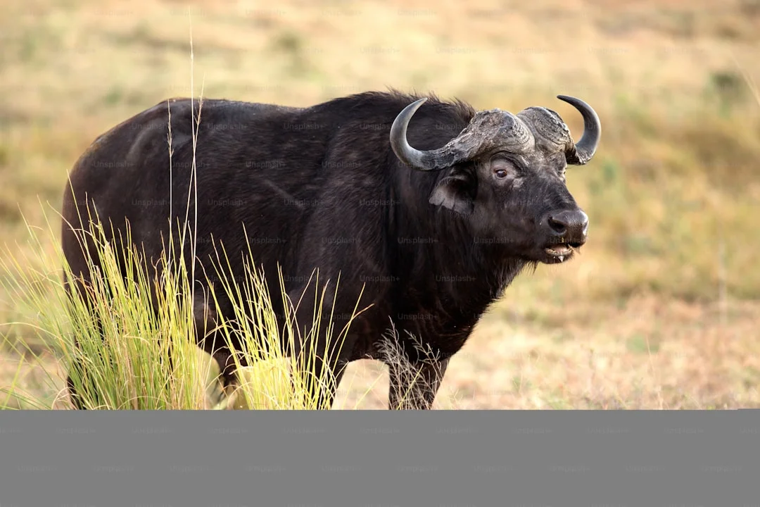 Northern Serengeti gallery 2