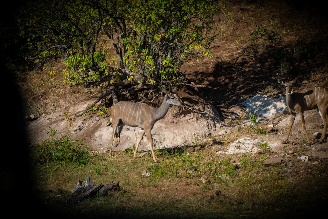 Northern Serengeti gallery 3