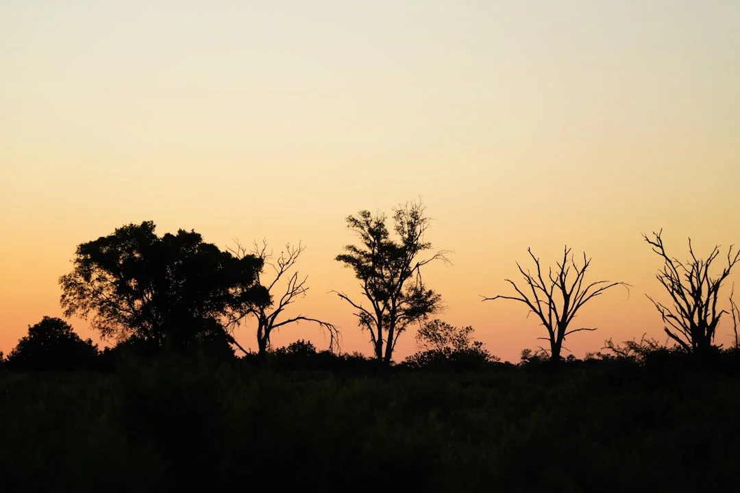 Northern Serengeti gallery 4