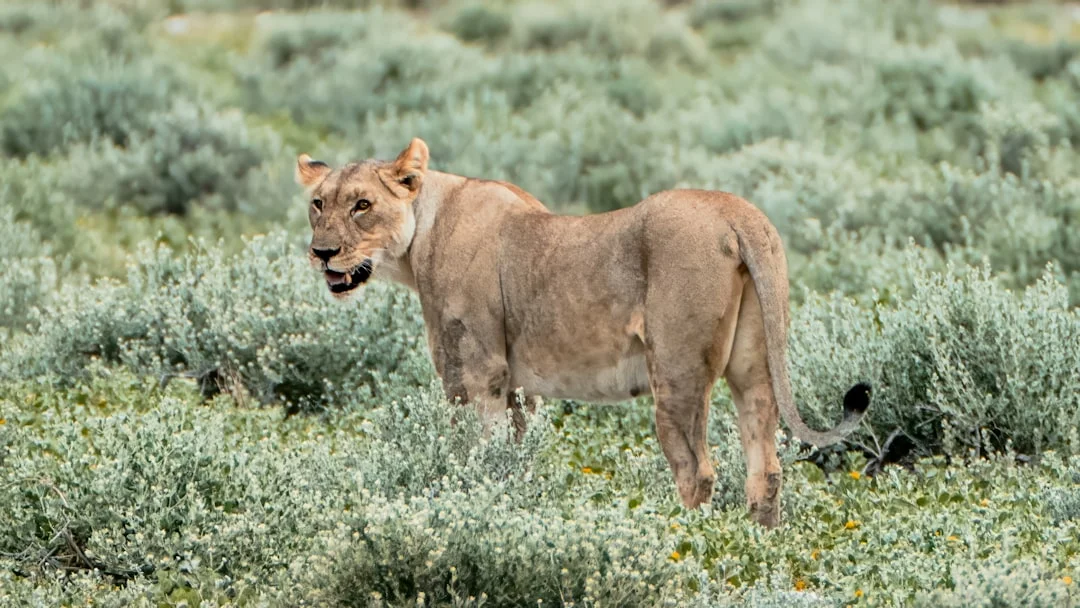 Nyungwe Forest National Park gallery 1