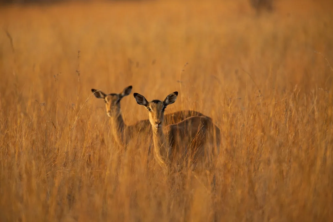 Samburu National Reserve