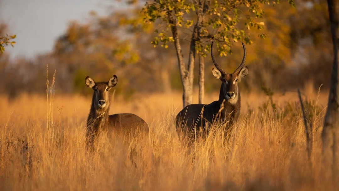 Samburu National Reserve gallery 2