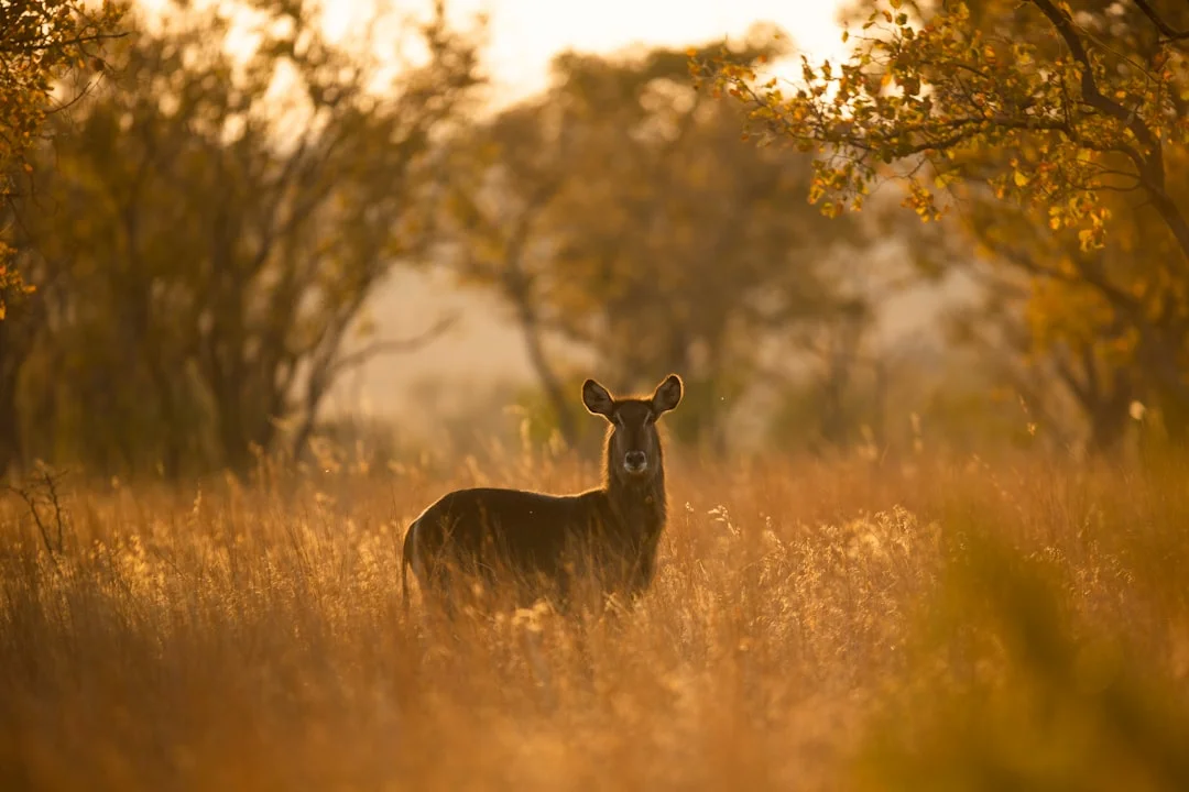 Samburu National Reserve gallery 3