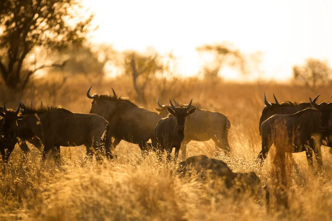 Samburu National Reserve gallery 4