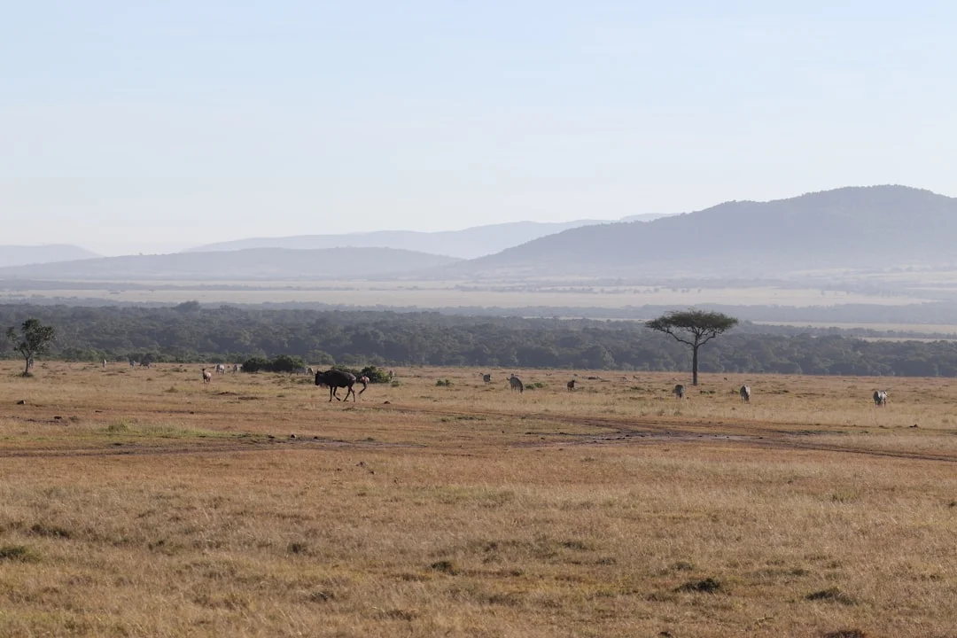 Serengeti National Park gallery 3