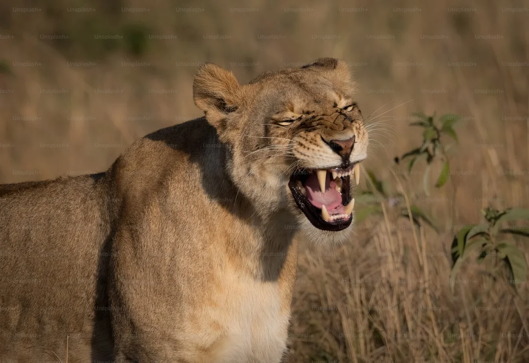 Shaba National Reserve gallery 2