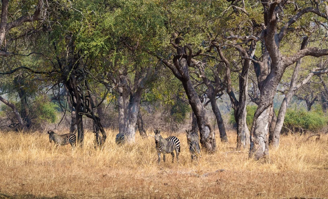 Tsavo East National Park gallery 3