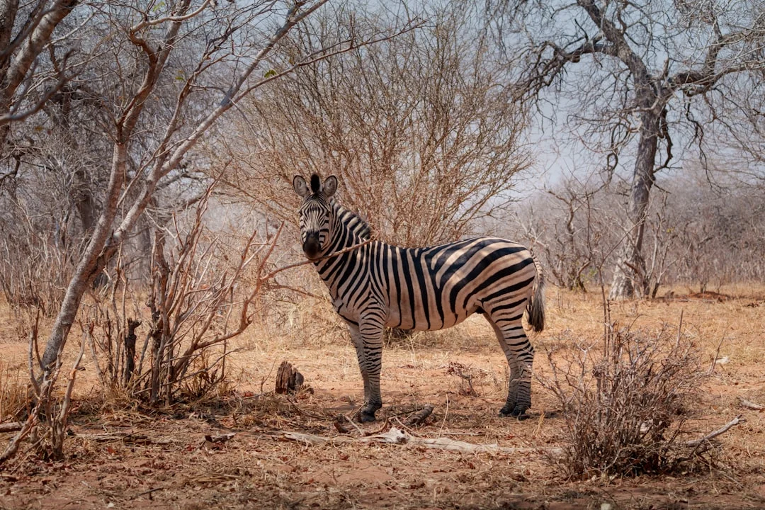 Tsavo East National Park gallery 4