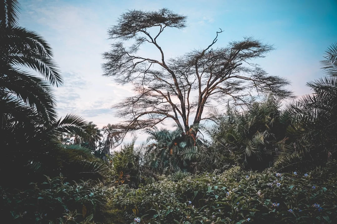 Tsavo West National Park gallery 2