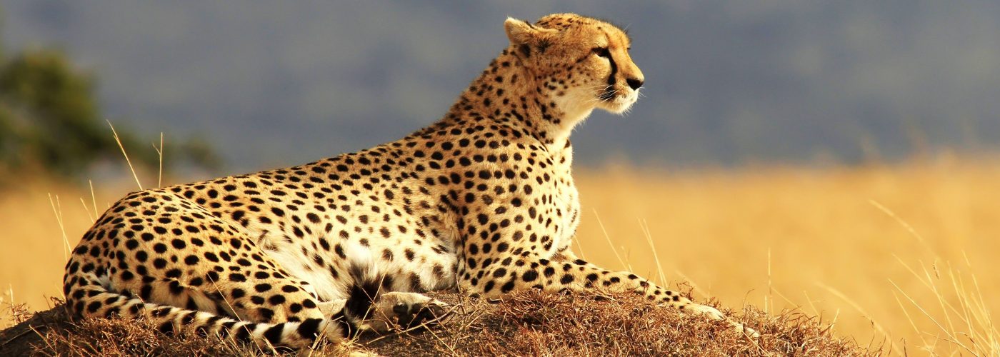 Tarangire National Park