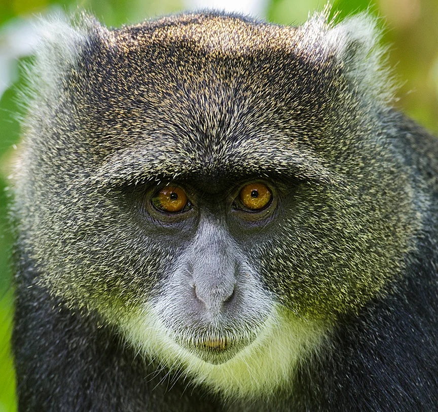 Bwindi Impenetrable National Park