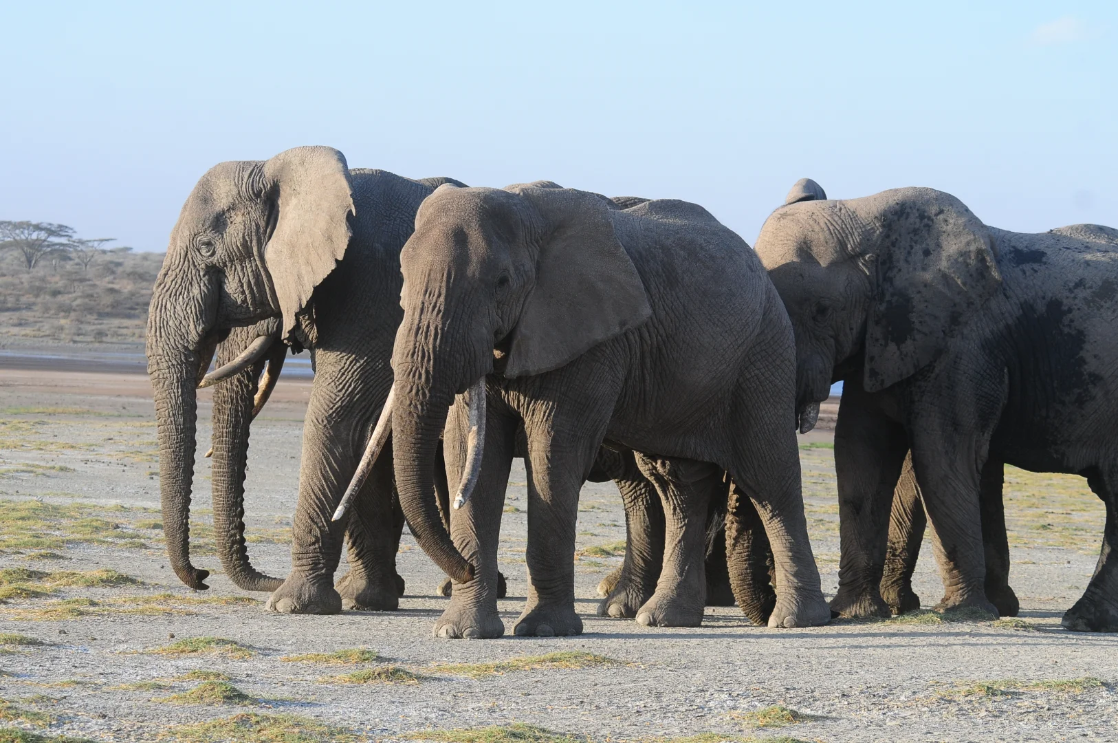 Tarangire National Park gallery 1