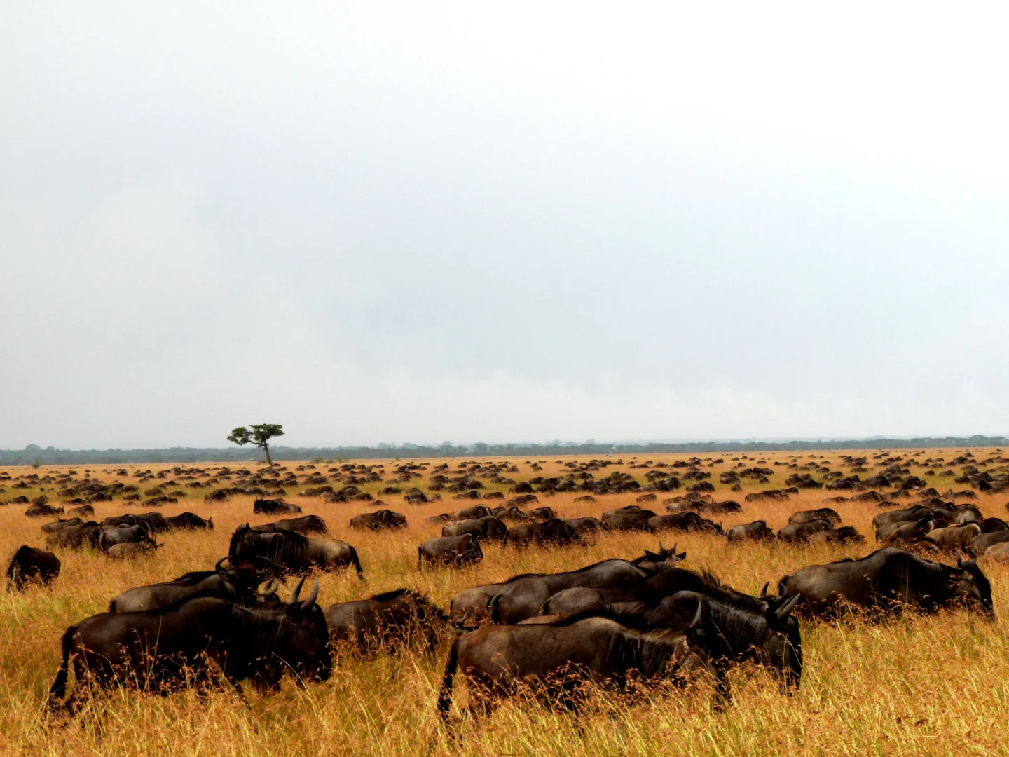 Serengeti National Park gallery 1