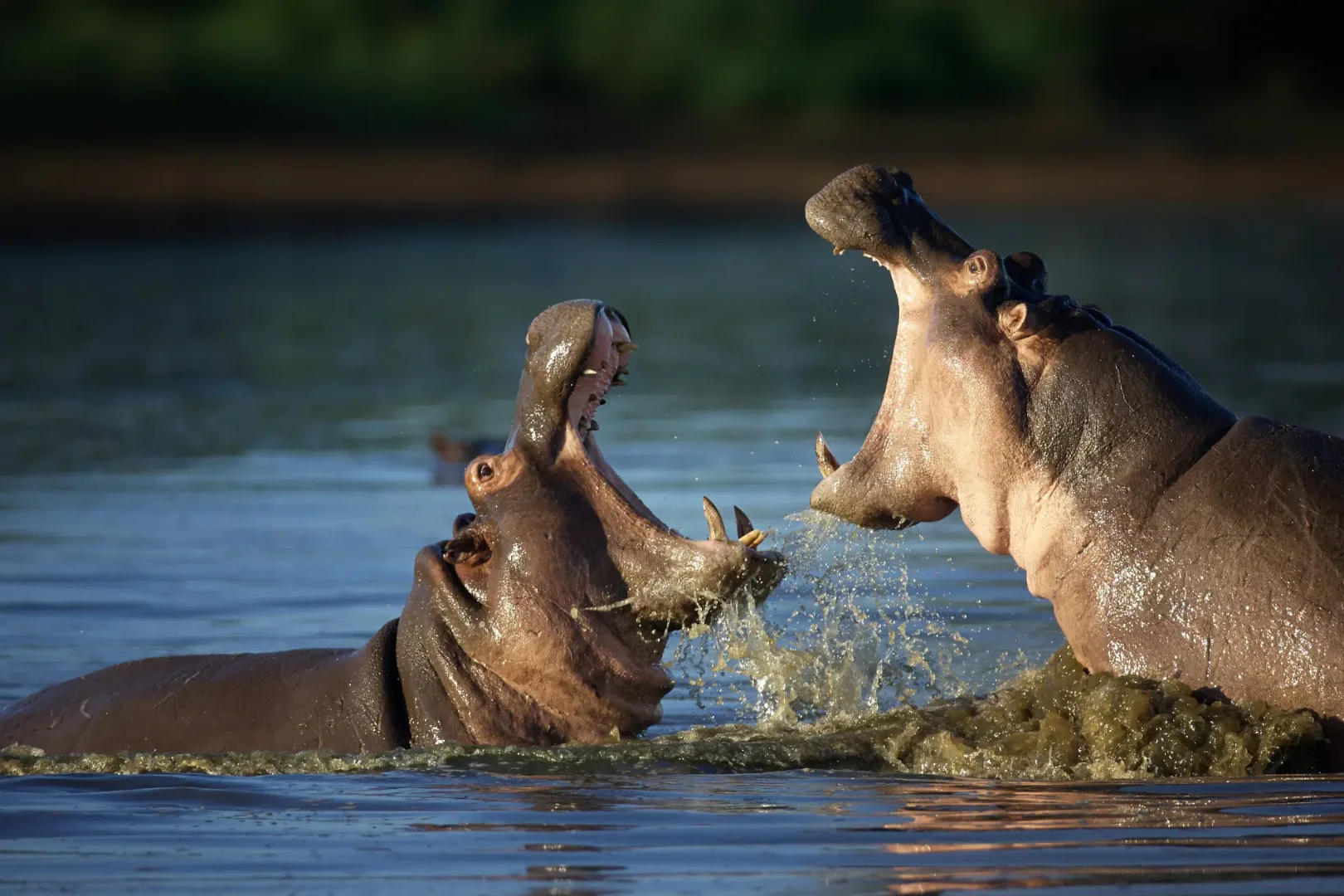 Katavi National Park