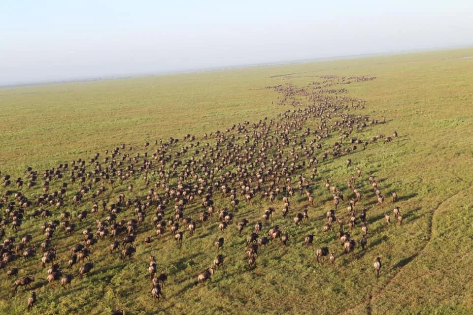 Ndutu Area