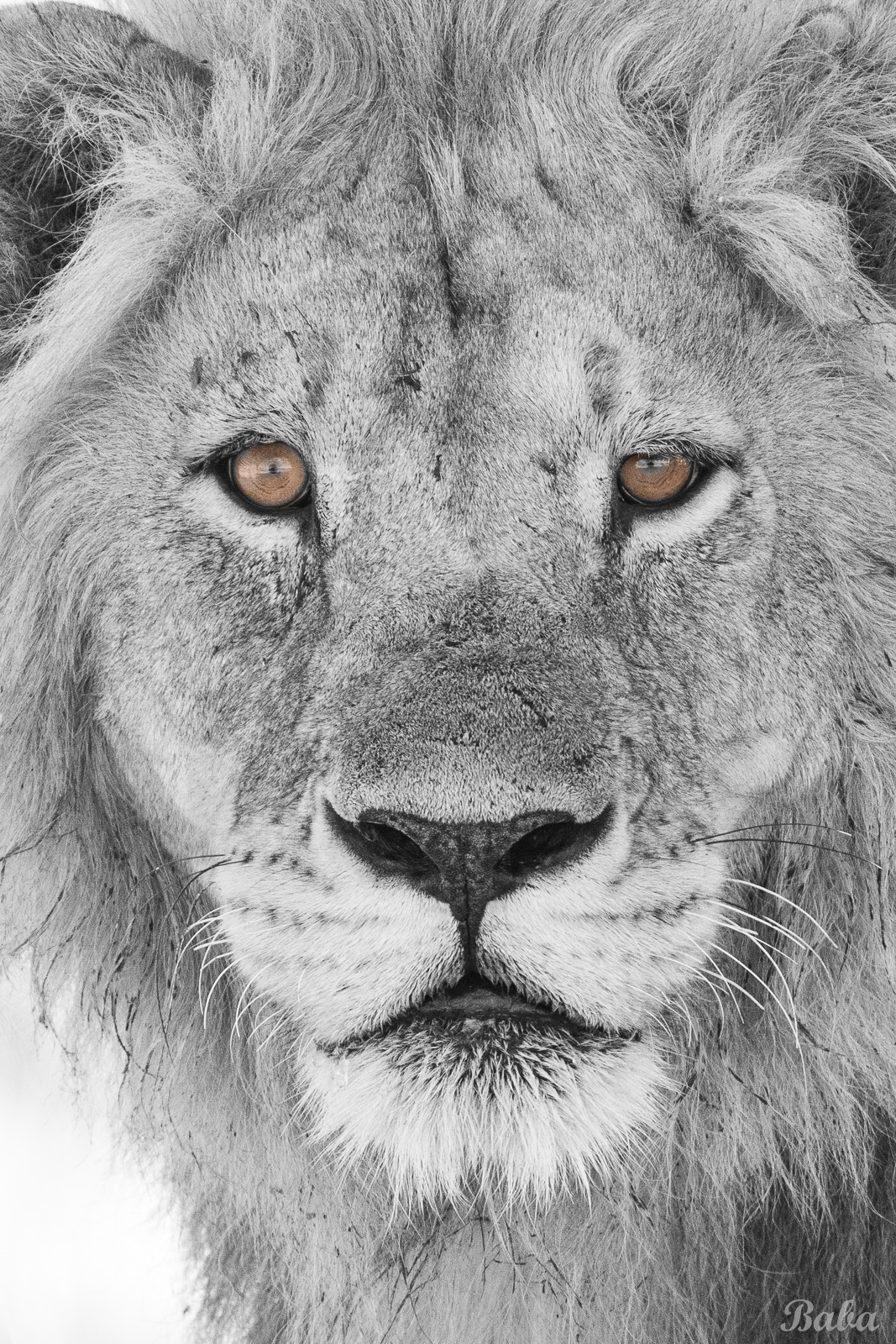 Safari Experience in Tanzania