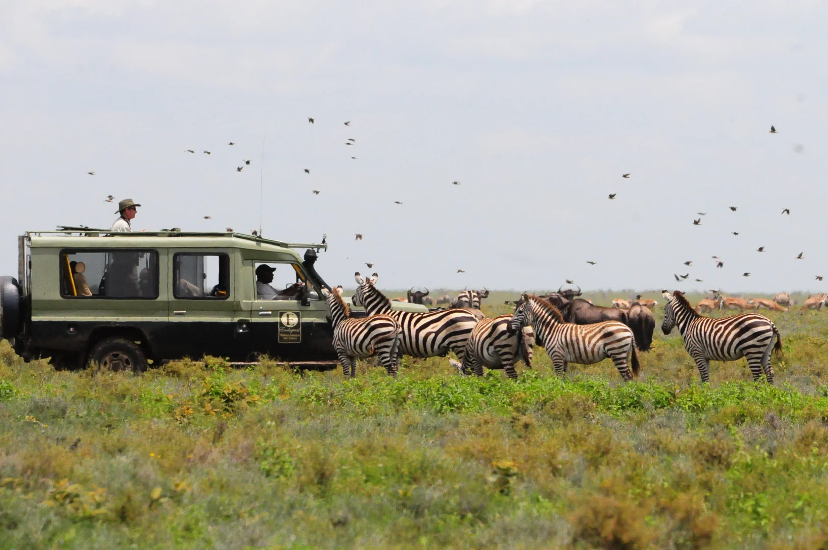 Tanzania Safari - Wildlife adventure in the Serengeti