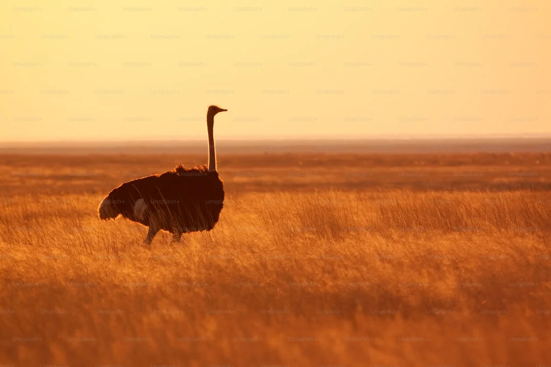 Ngorongoro Crater