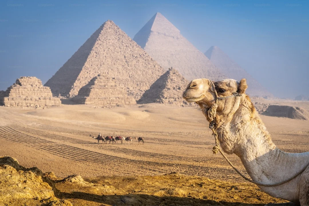 Photographic Safaris