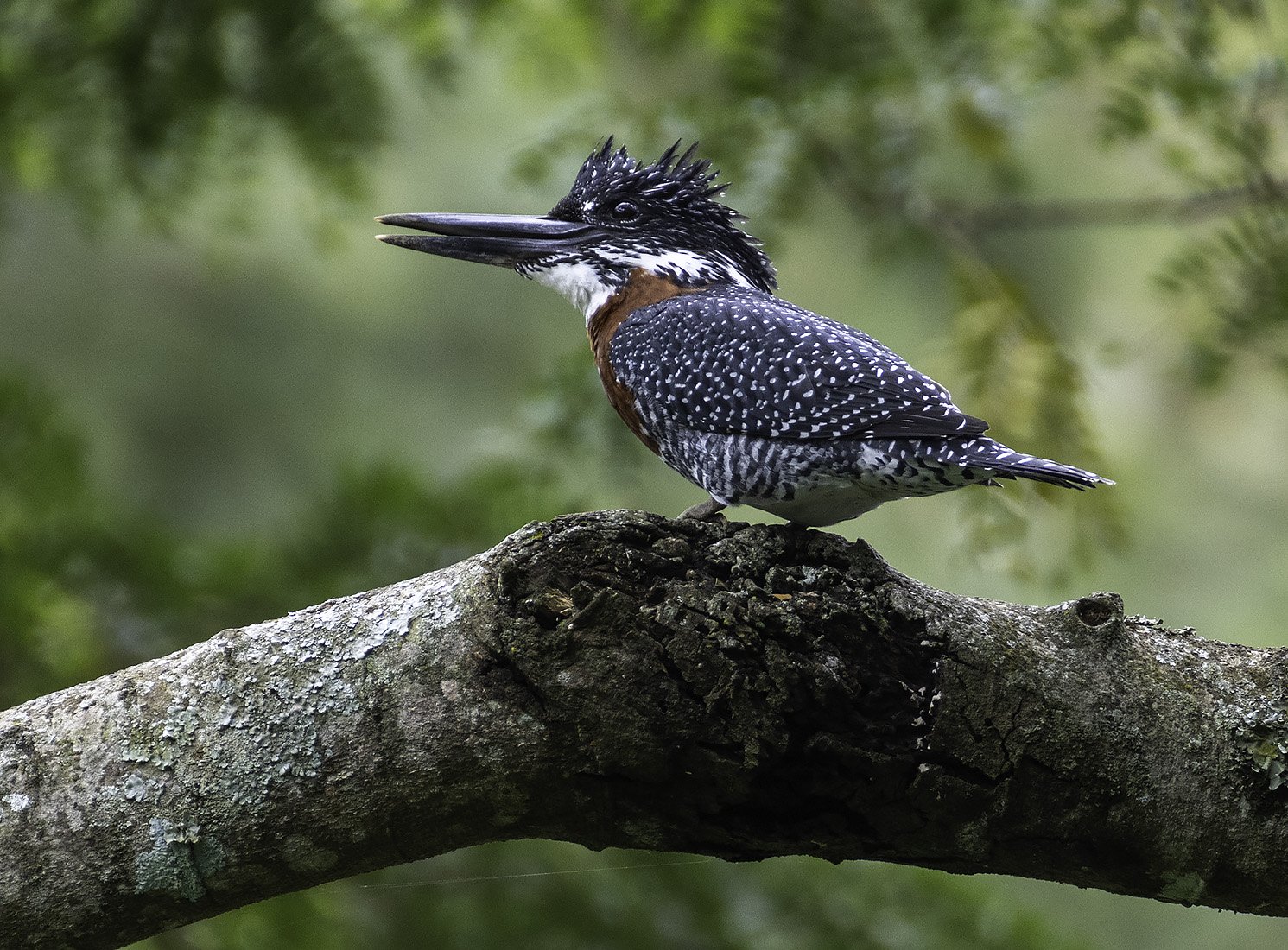 Photographic Safaris