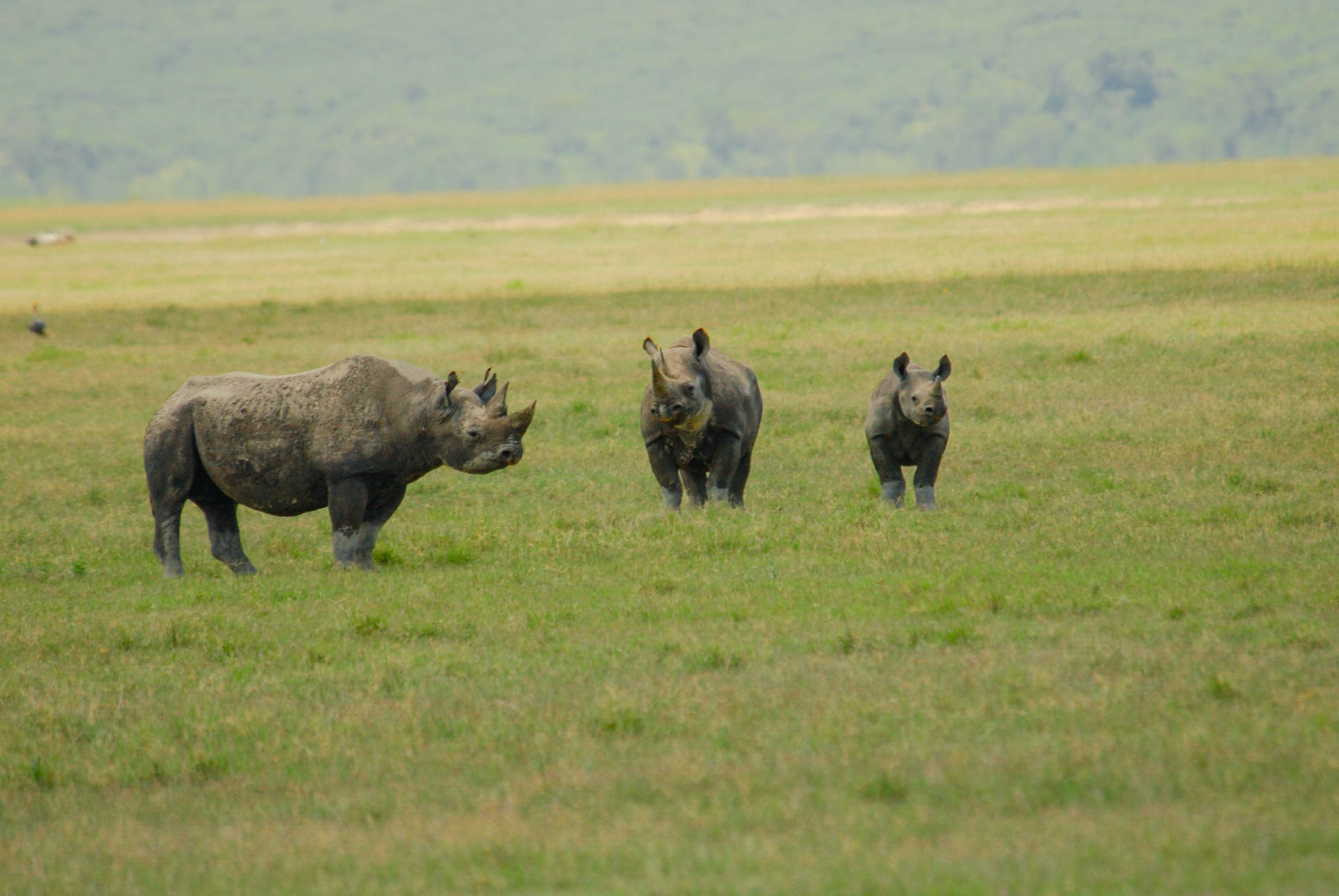 Ngorongoro Conservation Area gallery 4