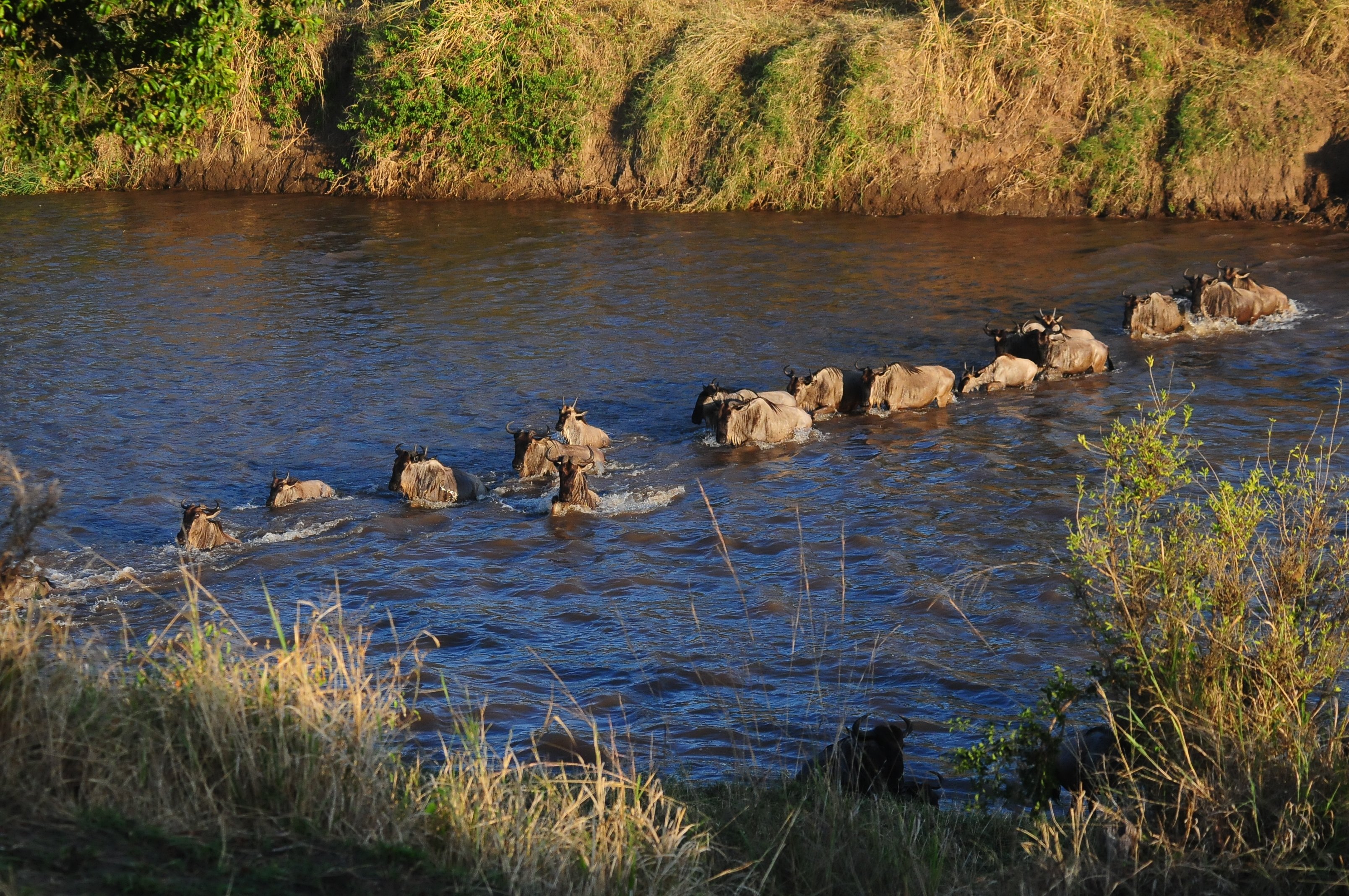Northern Serengeti gallery 2