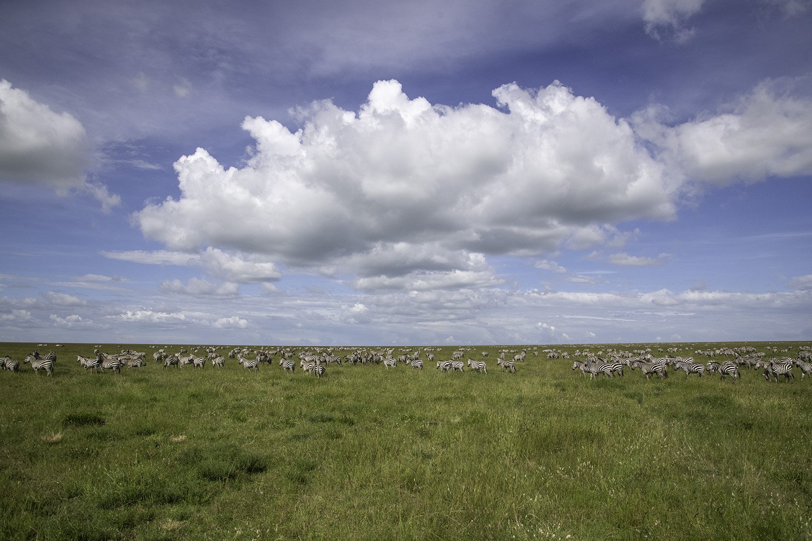 The Great Northern Explorer: 8-Day Tanzania Safari