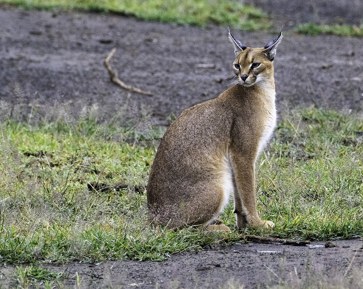 5 Days Safaris Experience