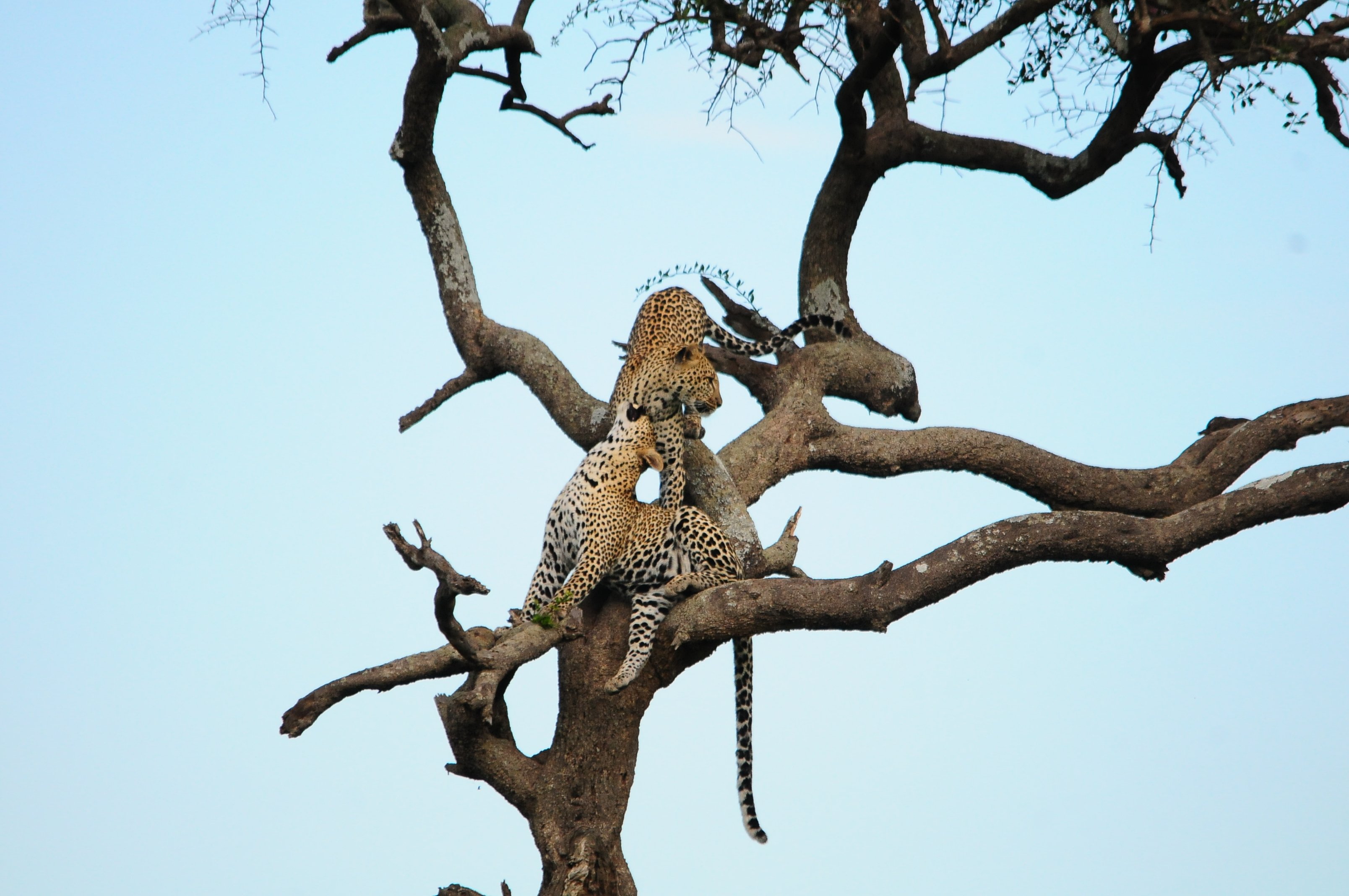 Central Serengeti gallery 2