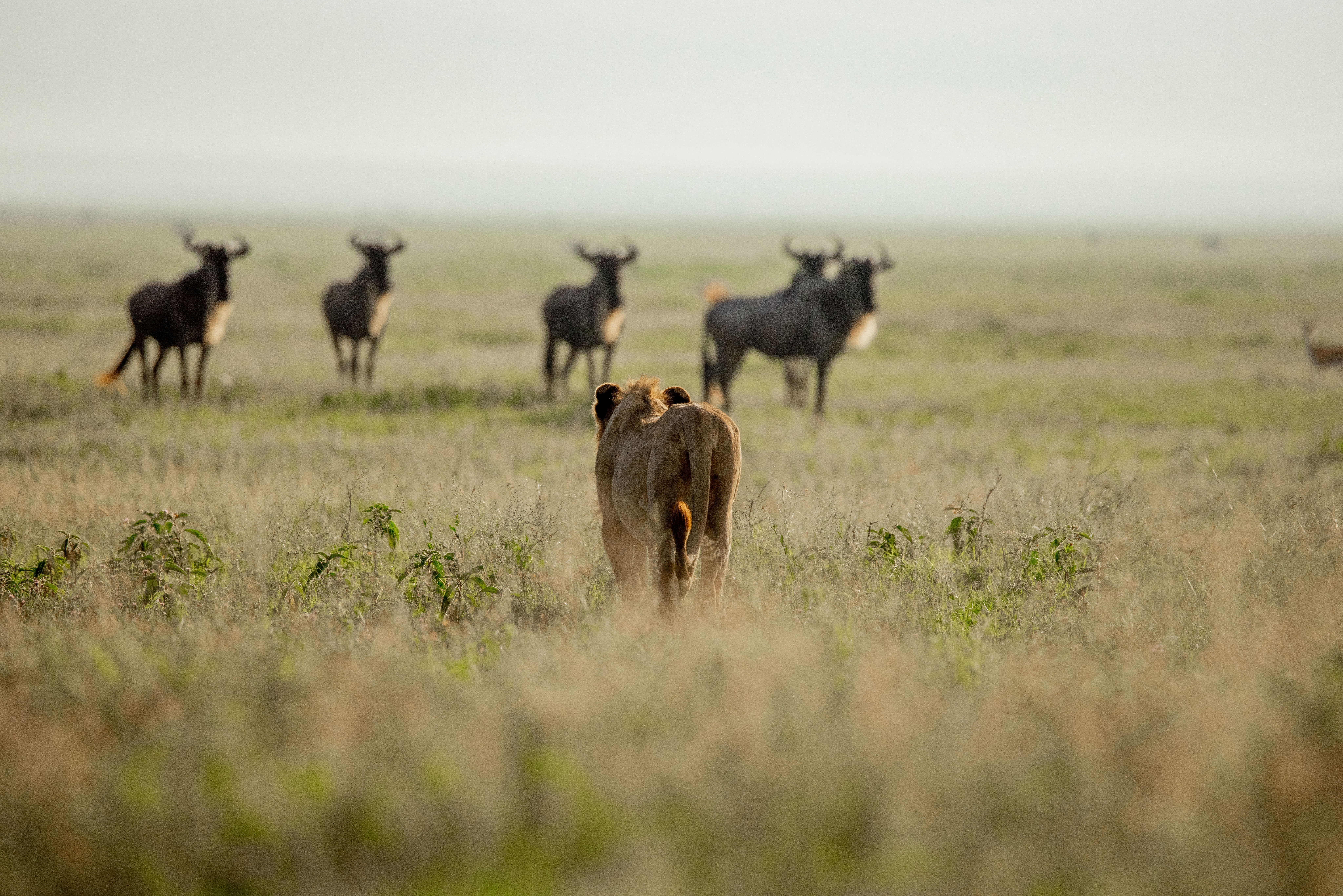 Central Serengeti