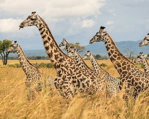 Destinations: Mikumi National Park