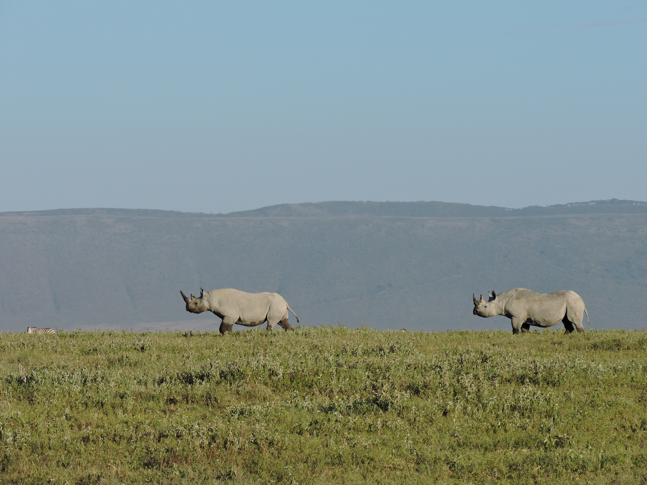 Tanzania Safari - Wildlife adventure in the Serengeti