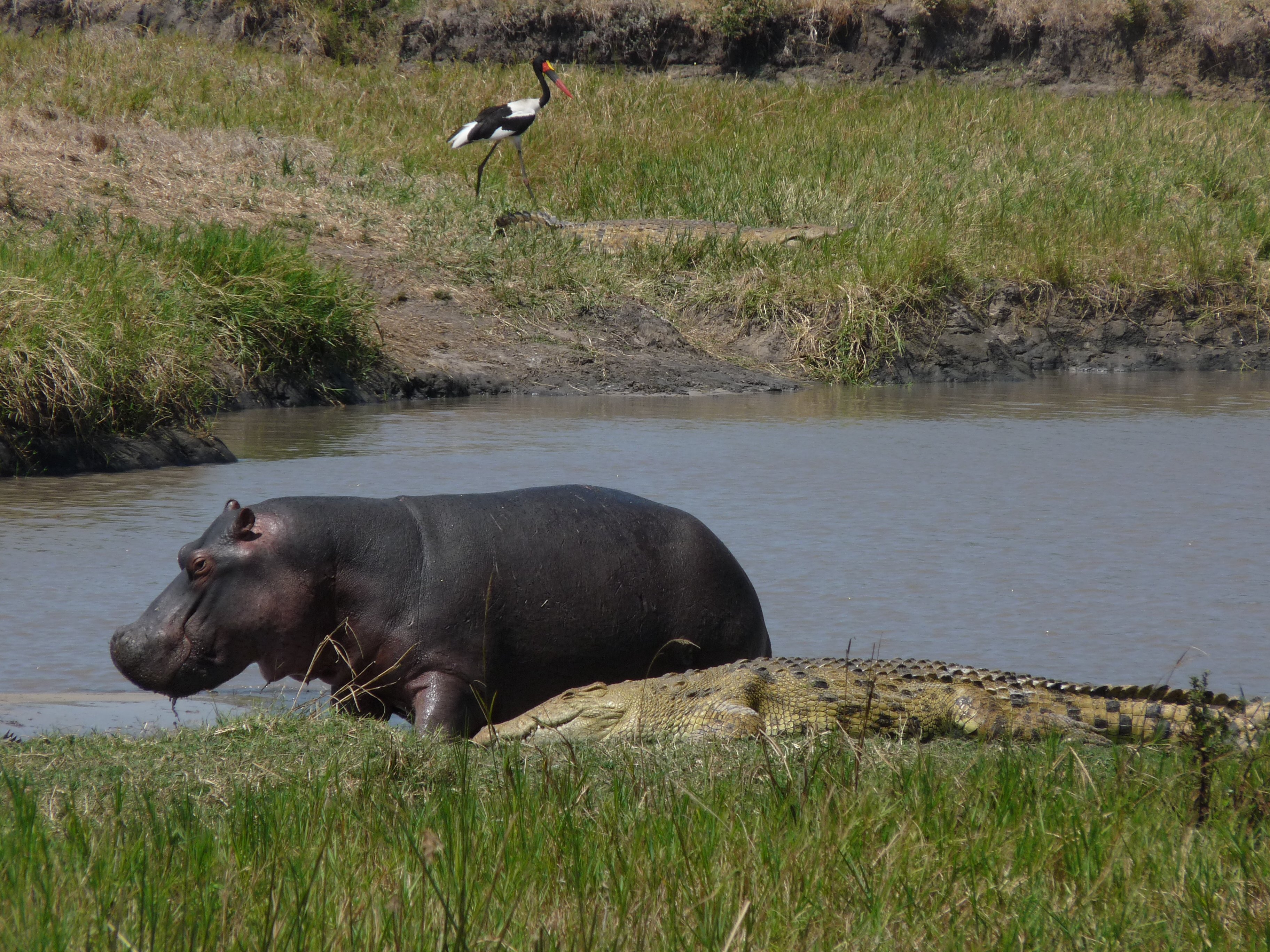 Northern Serengeti gallery 3