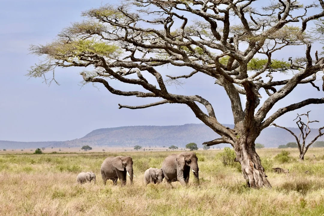 12-Day  Predators & Prey Safari