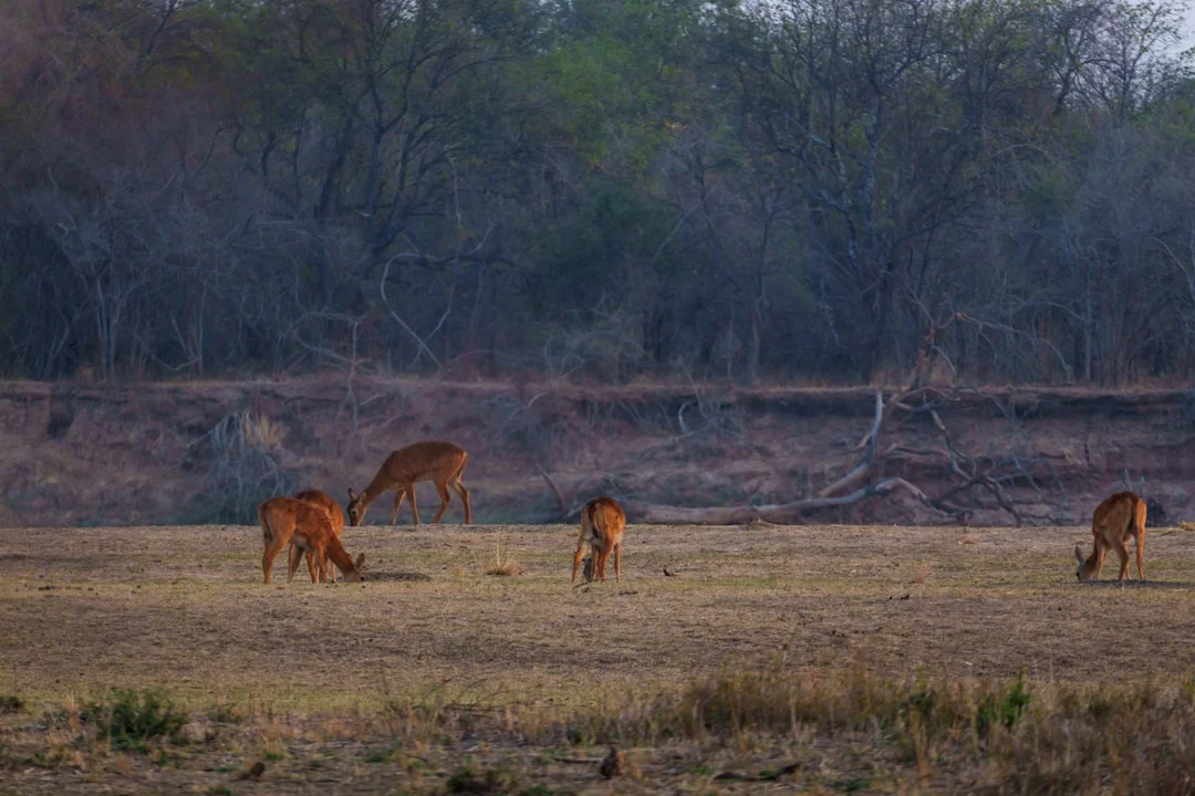 15-Day Mara River Crossing & Big Cats Photo Safari 2026